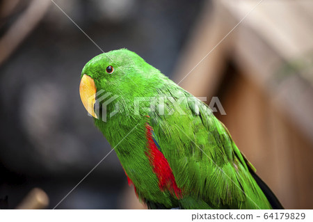 parrot 64179829