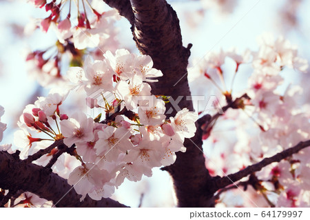 Spring image (Sakura flower) Spring image (Sakura flower) 64179997