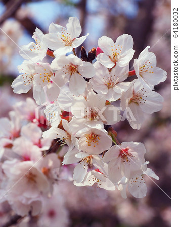 Spring image (Sakura flower) Spring image (Sakura flower) 64180032