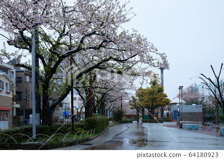 Along the cherry blossoms in full bloom along the Arakawa Amusement Park 64180923