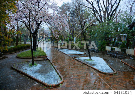 Along the cherry blossoms in full bloom, along the Funakata Children's Amusement Park, along the Arakawa Amusement Park 64181034