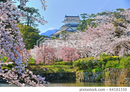 [神奈川縣]小田原城和櫻花盛開 64181330