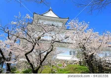 [神奈川縣]小田原城和櫻花盛開 64181336