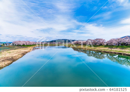 Blue sky and Ichimoku Senbonzakura Ogawara Town, Miyagi Prefecture 64181525