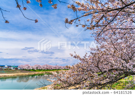 Blue sky and Ichimoku Senbonzakura Ogawara Town, Miyagi Prefecture 64181526