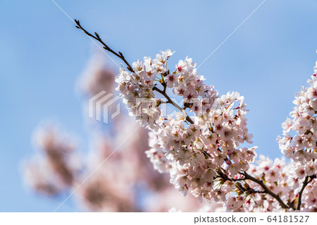 Blue sky and Ichimoku Senbonzakura Ogawara Town, Miyagi Prefecture 64181527