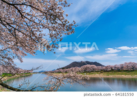 Blue sky and Ichimoku Senbonzakura Ogawara Town, Miyagi Prefecture Blue sky and Ichimoku Senbonzakura Ogawara Town, Miyagi Prefecture 64181550