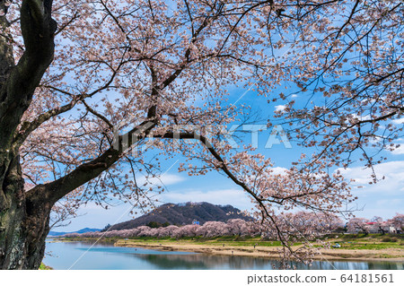 Blue sky and Ichimoku Senbonzakura Ogawara Town, Miyagi Prefecture Blue sky and Ichimoku Senbonzakura Ogawara Town, Miyagi Prefecture 64181561