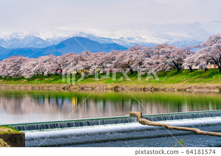 Blue sky and Ichimoku Senbonzakura Ogawara Town, Miyagi Prefecture 64181574