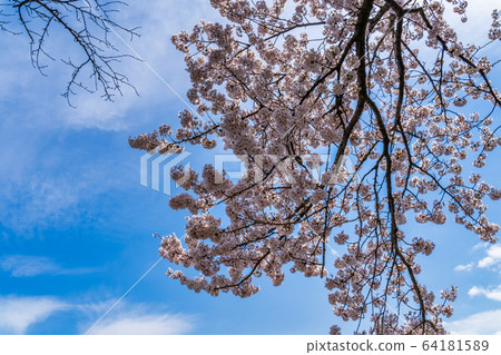 Blue sky and Ichimoku Senbonzakura Ogawara Town, Miyagi Prefecture Blue sky and Ichimoku Senbonzakura Ogawara Town, Miyagi Prefecture 64181589