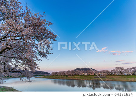 Ichimoku Senbonzakura at dusk Ogawara Town, Miyagi Prefecture 64181654
