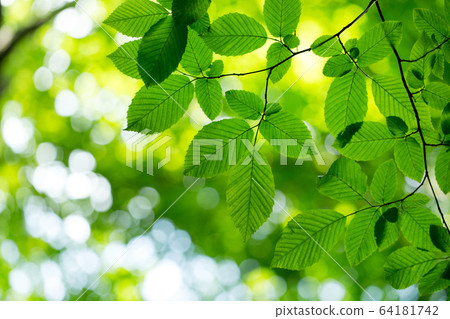 green leaves on the green backgrounds 64181742