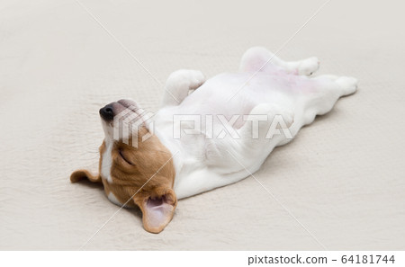 Sleeping Jack Russell Terrier puppy at home. 64181744