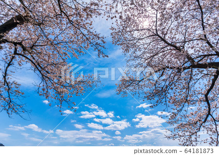 Blue sky and Ichimoku Senbonzakura Ogawara Town, Miyagi Prefecture 64181873