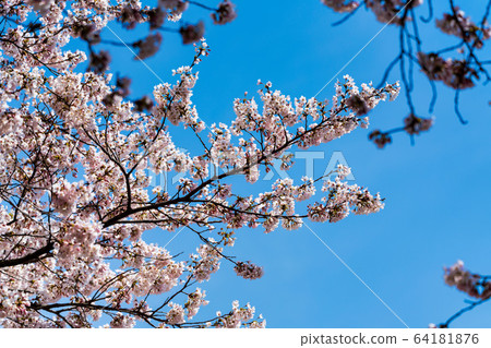 Blue sky and Ichimoku Senbonzakura Ogawara Town, Miyagi Prefecture Blue sky and Ichimoku Senbonzakura Ogawara Town, Miyagi Prefecture 64181876