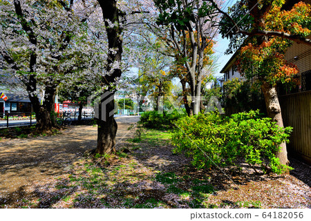 東京玉川上水遺跡中一排排櫻桃樹的風景 東京玉川上水遺跡中一排排櫻桃樹的風景 64182056