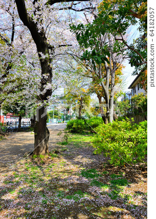Scenery of rows of cherry trees in Tamagawa Josui Remains, Tokyo 64182057