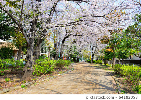 Scenery of rows of cherry trees in Tamagawa Josui Remains, Tokyo Scenery of rows of cherry trees in Tamagawa Josui Remains, Tokyo 64182058