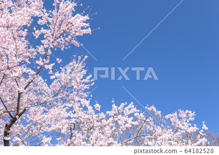 [Spring image] cherry blossoms in full bloom and blue sky 64182528