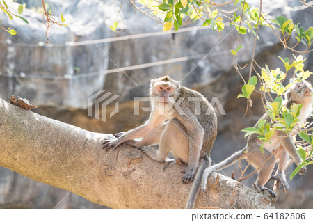 Monkey on the tree, zoo in Taiwan, Asia. Monkey on the tree, zoo in Taiwan, Asia. 64182806