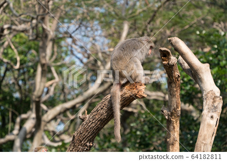 Monkey on the tree, zoo in Taiwan, Asia. 64182811