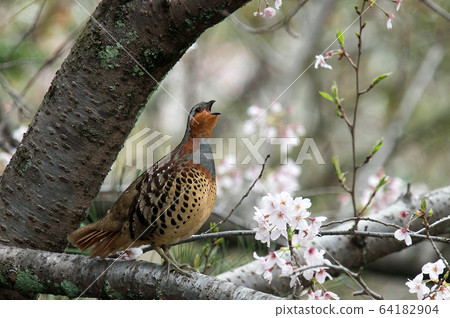 Rabbit on a cherry branch 64182904