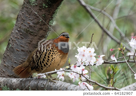Rabbit on a cherry branch 64182907