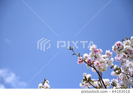 盛開的櫻花[攝於神奈川縣田野市] 64183018