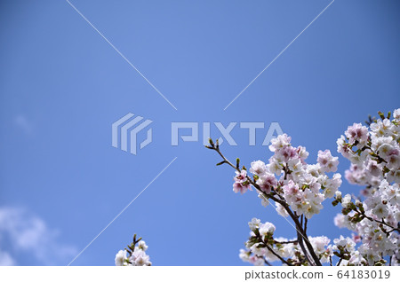 盛開的櫻花[攝於神奈川縣田野市] 64183019
