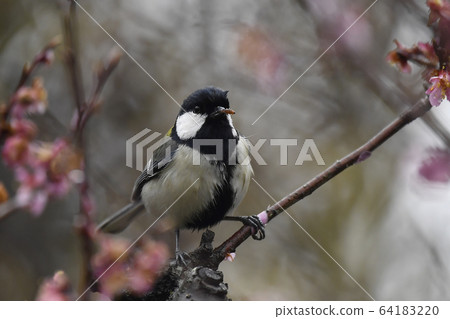 Great tit 64183220