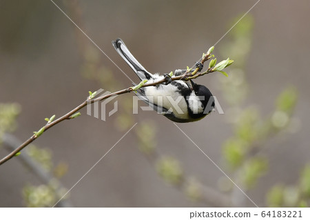 Great tit 64183221