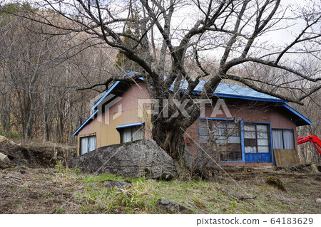 Senjoishiwari Cherry Blossom, a hidden landmark in Tanohata Senjoishiwari Cherry Blossom, a hidden landmark in Tanohata 64183629
