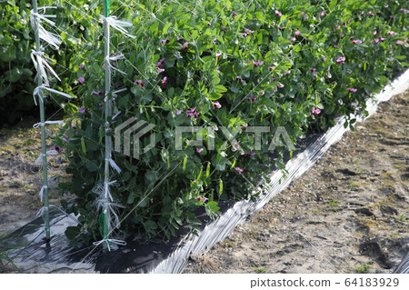 Pea field April 64183929