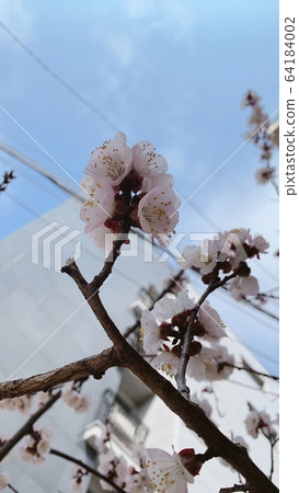 櫻桃樹 櫻桃樹 64184002