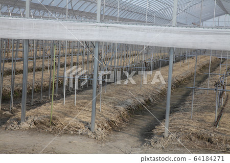 House cultivated fig field 64184271
