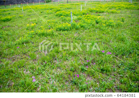 Sa玉市荒原市河岸櫻櫻園花園 Sa玉市荒原市河岸櫻櫻園花園 64184381