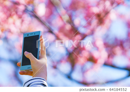 Girls, Women, Sakura, Sakura, Spring, Smartphone, SNS, Share, Sharing, 5G, Technology, People, Japanese Girls, Women, Sakura, Sakura, Spring, Smartphone, SNS, Share, Sharing, 5G, Technology, People, Japanese 64184552