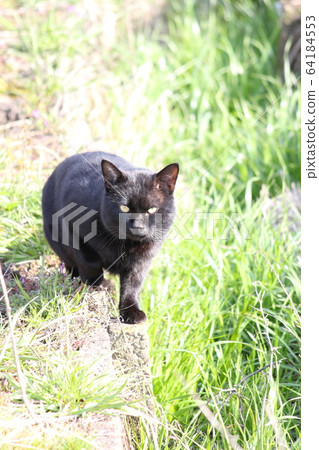 stray cat black cat cat stray cat black cat cat 64184553