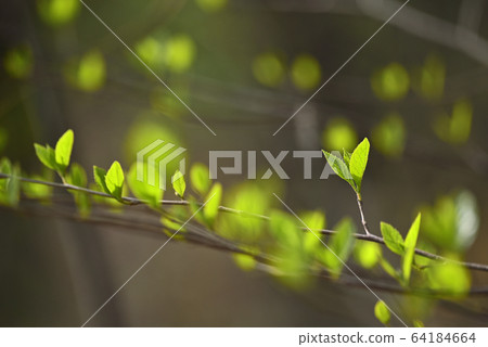 溫暖的春天陽光下的淺綠色幼鳥發芽 溫暖的春天陽光下的淺綠色幼鳥發芽 64184664