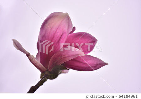 玉蘭花，春天的花朵的代名詞，優雅地綻放 64184961