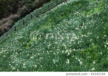 Kurosawa Narcissus Kurosawa Narcissus 64185184