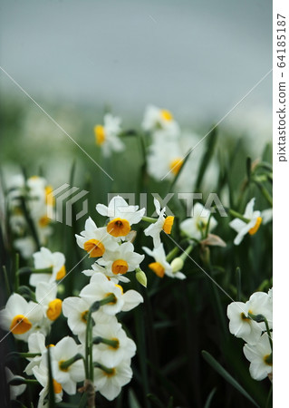 Kurosawa Narcissus Kurosawa Narcissus 64185187