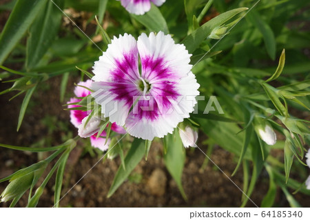 Japanese white and purple caress flowers 64185340