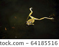 Moria gull frog 64185516
