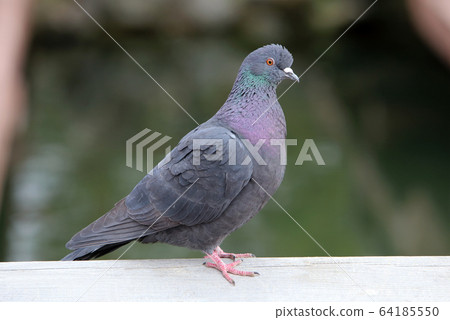  pigeon 64185550