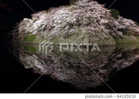 Cherry tree of Ishigaki 64185610