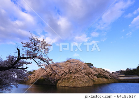 Cherry tree of Ishigaki 64185617