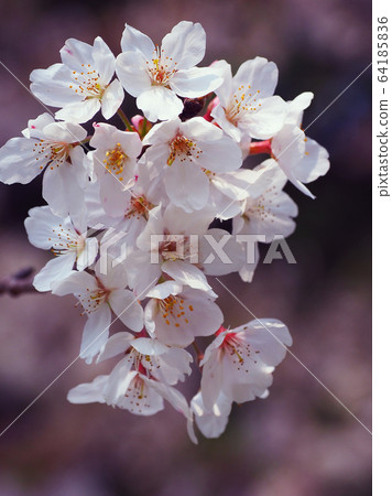 Spring image (Sakura flower) 64185836
