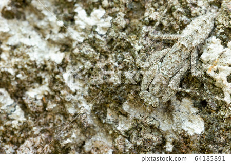 Praying Mantis on the rock in tropical forest. Mantis disguise or camouflage as a stone. Closeup and copy space. 64185891