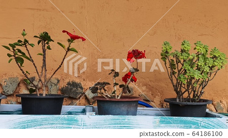 Flower Flower 64186100